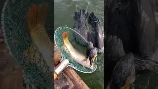 Fish fishing | Catching Fish | Hunting Fish From Hole Using Hook #00180