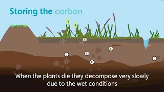 Blue Carbon, Explained | WWT