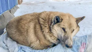 Хозяева выставили больную собаку за ворота  Травмированный Пес сутки пролежал при смерти на снегу