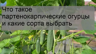 Что такое партенокарпические огурцы и какие сорта выбрать