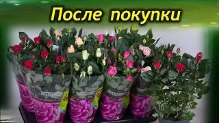 Растение из магазина. Что обязательно нужно сделать после покупки цветка.