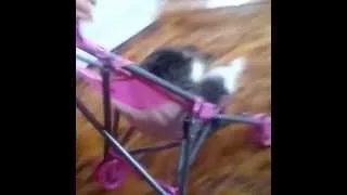 дочка катает кота на коляске)))