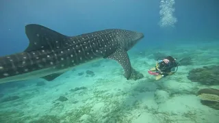 Whale Shark in Cebu