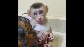 #shorts #viral #youtubeshorts #monkey #shortsvideo #monkeys #monkeyvideo #animals