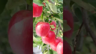 Jokes 2 - The best time for apples #phongandphu #shorts #jokes