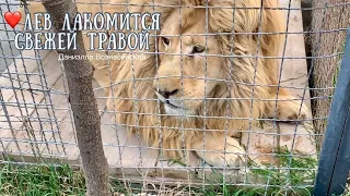 Тайган❤️Огромный ЛЕВ аппетитно чавкает, кушая травку.❤️ Safari park Taigan Crimea Russia