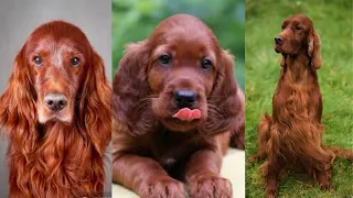 Irish setter | Funny and Cute dog video compilation in 2022