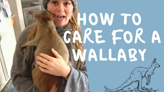 How to care for a Wallaby