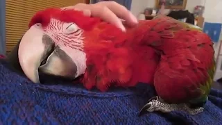 Смешные попугаи до слез. Most funny parrots