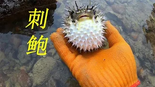 阿平赶海抓获了300多一斤的刺鲍，又抓到了黑色的海鳗龙#fishing #fish #seafood