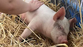 Meet My Baby Pig!