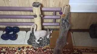 Как приучить кота к когтеточке 🐈