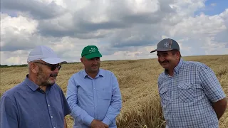 Покровные культуры - важный элемент достижения высоких урожаев в No-till, технология Андрея Бедненко