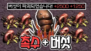 [랜능크] 10만원을 넘는 '촉수 증식 + 뒷산버섯'