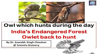 Forest Owlet Which hunts during Day (Indian Owl back to hunt)