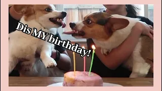 Corgis fight for birthday cake (Angry bois 🤣