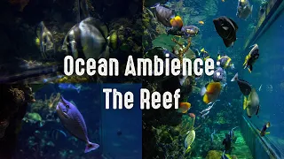 Ocean Ambiance: The Reef