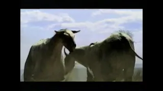 Walking With Prehistoric Beasts (2001) Promo - Discovery Channel