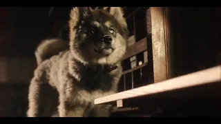 Togo as a puppy | togo movie