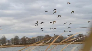 Duck Hunting BIG WATER! (DIVERS AND MALLARDS!!)