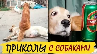 Собаки приколы юмор, прикольные псы / Dogs jokes humor, funny dogs