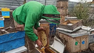 Как вытянуть слабый отводок пчел весной? Что делать из слабой семьей весной