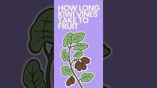 How Long Kiwi Vines Take to Fruit #shorts