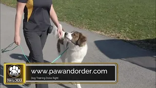 Paw & Order Crime Scene Commercial