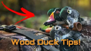 6 Tips For Wood Duck Hunting
