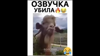 Смешной козёл.😂🤣🤣 Смотреть всем 😂