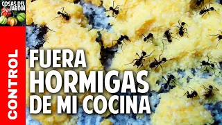 como eliminar hormigas de la cocina - aniquilamiento organico total - sin venenos @cosasdeljardin