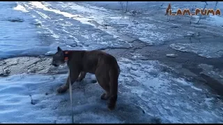 Пума Месси. Весеннее половодье. Cougar Messi.Spring flood