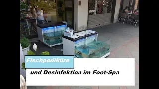 Risiken der Fischpediküre:   - Wie sollte man Knabberfische richtig halten?