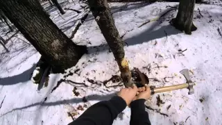 Chopping a tree with the CRKT Woods Chogan and Bahco Laplander