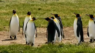 Penguins of Madagascar except it's just the memes / 400,000 King Penguins.