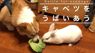 【激闘!!】キャベツを奪い合うコーギー犬とうさぎの食べ物バトル再び…stay home and eat vegetables!!野菜を食べよう、我ら動物!!ウサギ corgi dog & rabbit