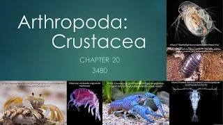 3840_Chapter 20: Arthropoda- Crustacea