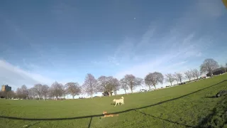 Harper Frisbee w/ the wind