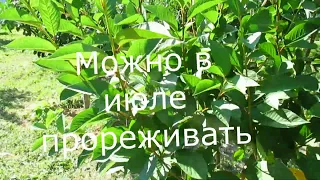 Летняя формировка молодой вишни.