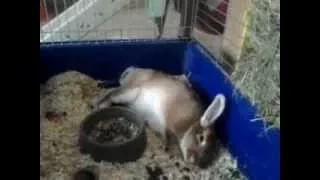 кролик устал