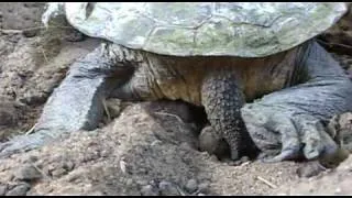 Turtle Laying Eggs