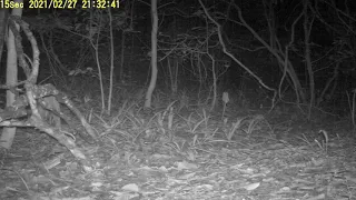 Caracal visits cameratrap in Giba Nature Reserve.