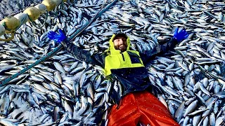 2021 Bait Herring Season: Commercial Fishing Alaska