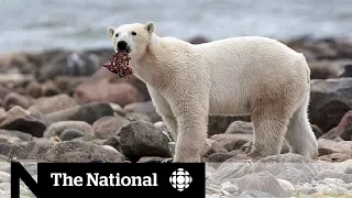 Inuit community calls for change in polar bear protection measures