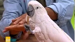 Bird Whisperer - Daytime TV show