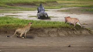 Mother Baboon Is Heartbroken To See Her Baby Become The Meal Of Leopard And Horrible Revenge!