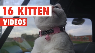 16 Funny Kitten Videos Compilation 2017