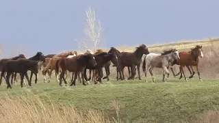 Конец апреля на Донгузе.