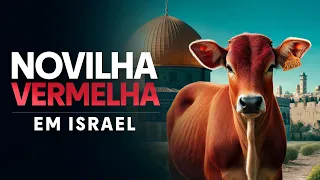 A NOVILHA VERMELHA CHEGOU EM ISRAEL - Desvendando a Profecia - Nayra Pedrini