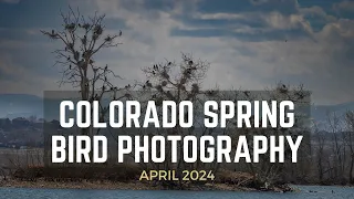 Bird Photography in Early Colorado Springtime | Owlets, Bluebirds, Prairie Chickens